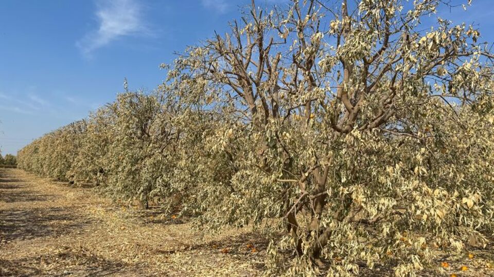 Çukurova'da "zirai don zararı" destek çağrısı