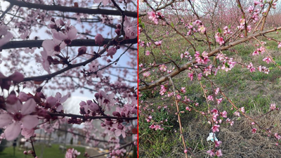 İki ilde meyve ağaçları çiçek açtı