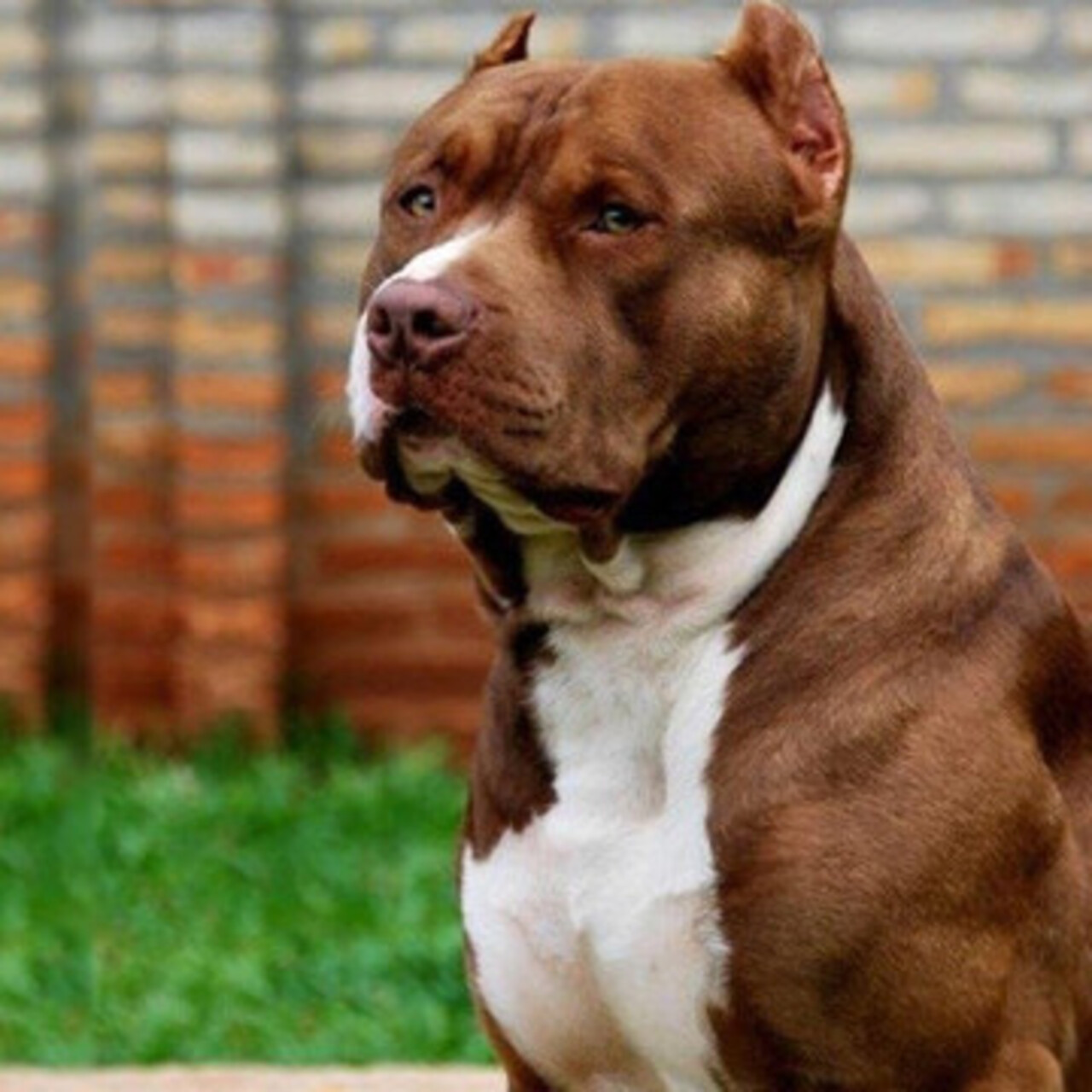 Amerikan Pitbull Köpeği Özellikleri