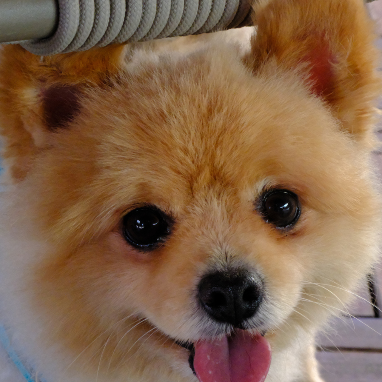 Pomeranian Boo Köpeği Özellikleri