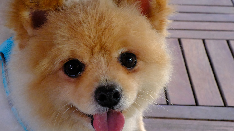 Pomeranian Boo Köpeği Özellikleri