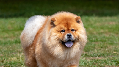 Çin Aslanı Bakımı ve Özellikleri