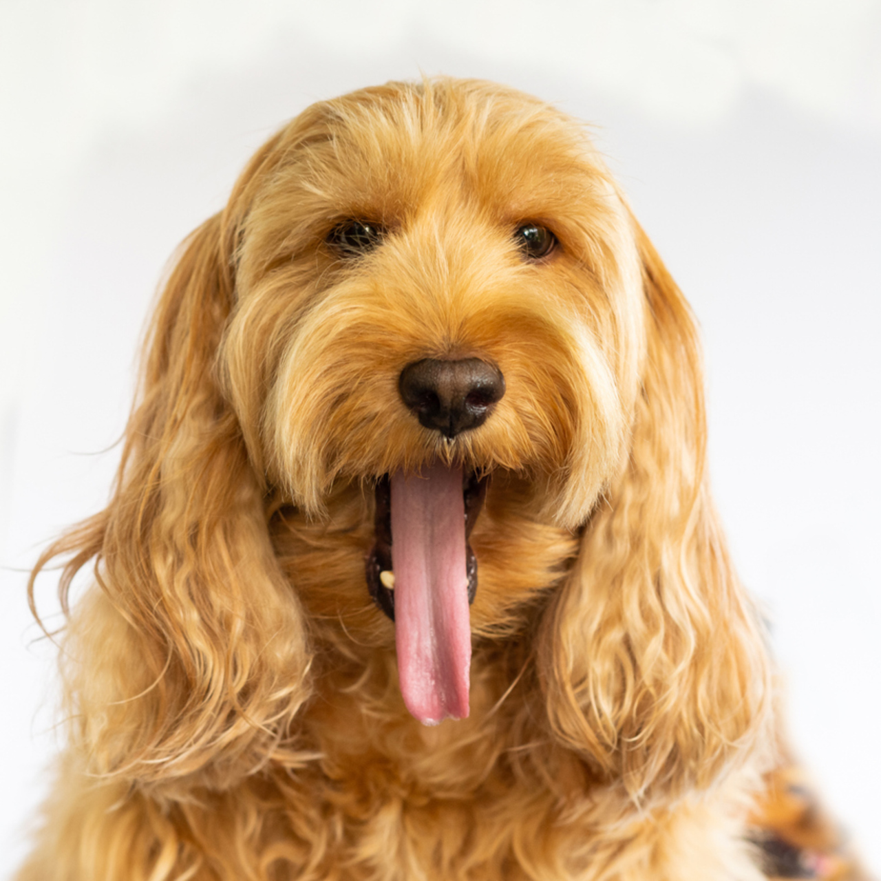 İngiliz Amerikan Cocker Spaniel Köpek