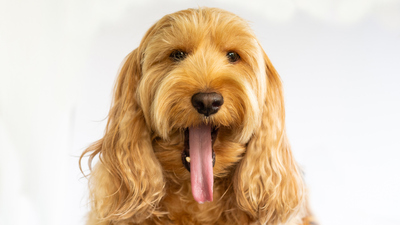 İngiliz Amerikan Cocker Spaniel Köpek