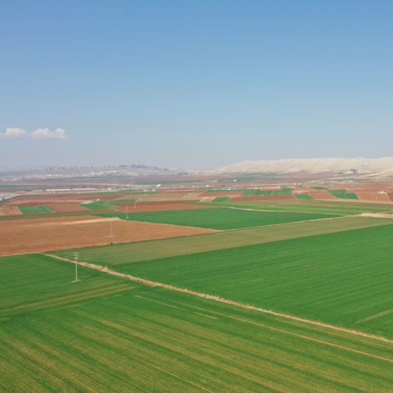 Şanlıurfa'daki hububat verimi tehlikede