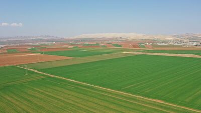 Şanlıurfa'daki hububat verimi tehlikede
