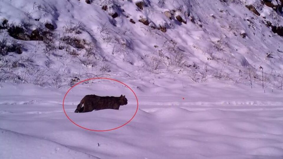 Nesli azalan hayvanlar listesinde! Bursa'da görüntülendi