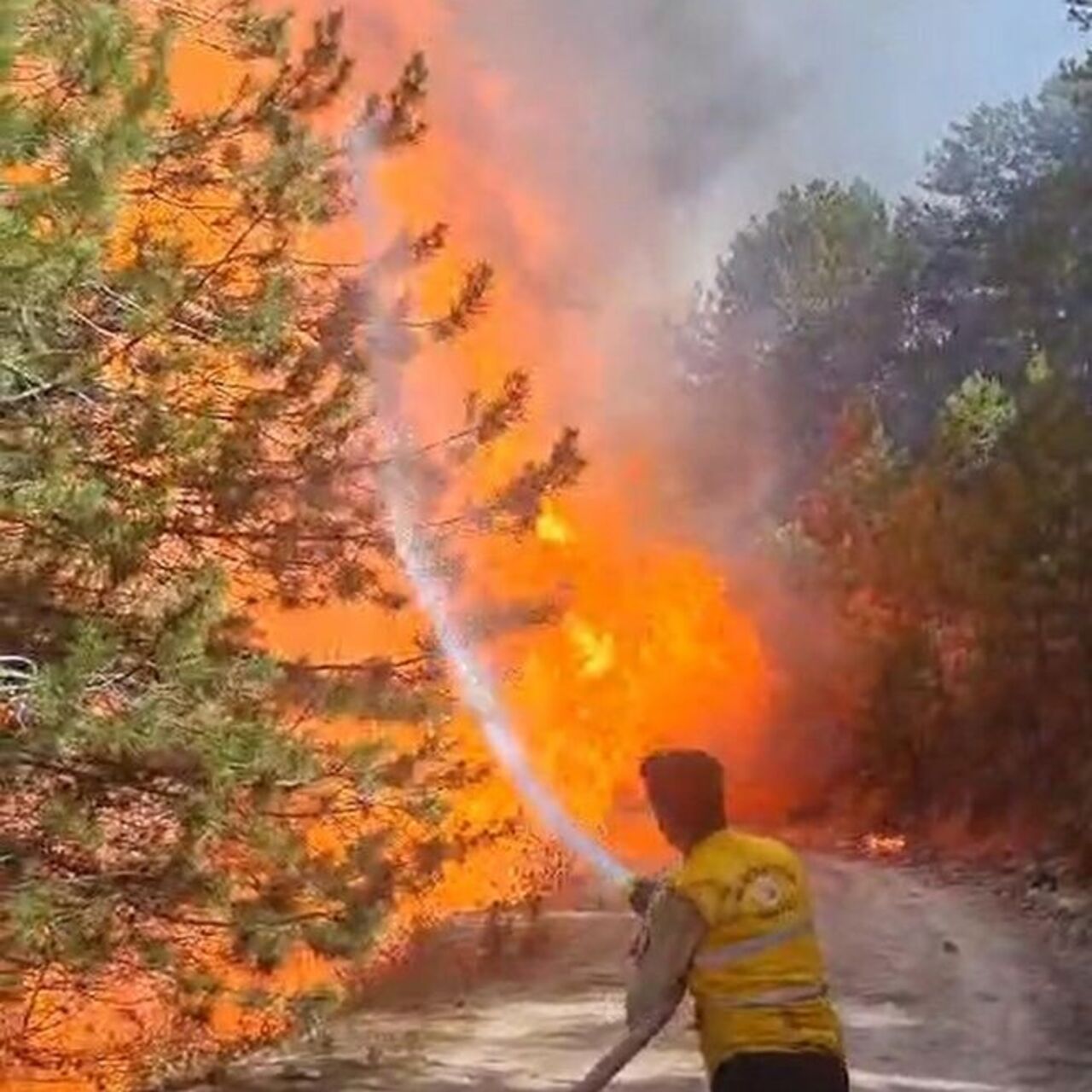 Aydın'da orman yangını çıktı