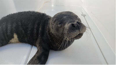 Antalyada kıyıda bulundu, Eskişehir'de tedavi edildi
