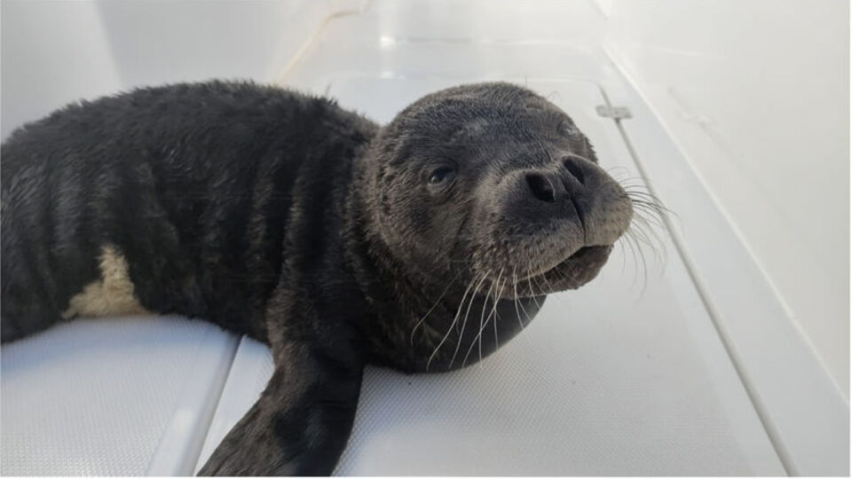 Antalyada kıyıda bulundu, Eskişehir'de tedavi edildi