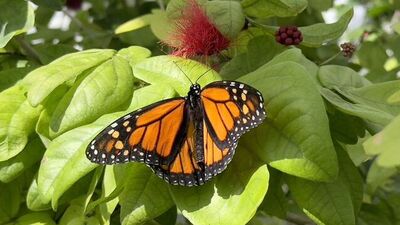 Kelebek ne yer, ne ile beslenir?