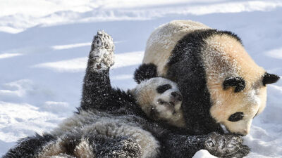 Panda ne yer, ne ile beslenir?