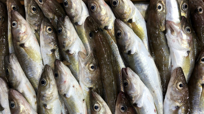 Hamilelikte dip balığı yenir mi?