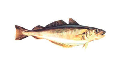 Hamilelikte mezgit yenir mi?