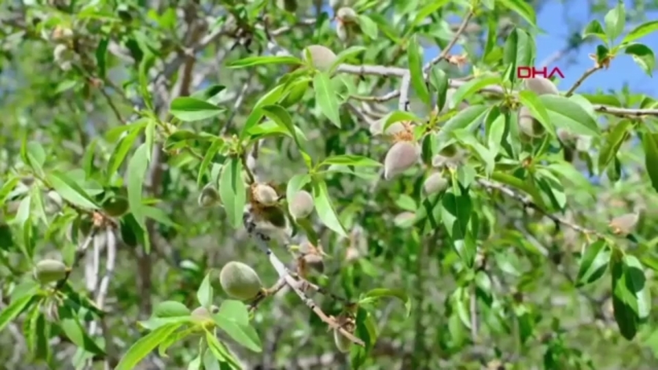 Datça'da hasat başladı: Kilosu 450 TL