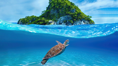 Kaplumbağalar ne yer, ne ile beslenir?