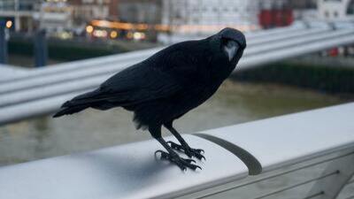 Kargalar kaç yıl yaşar?