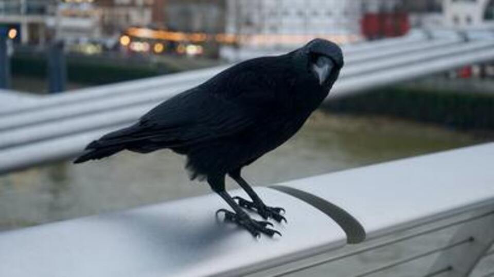 Kargalar kaç yıl yaşar?