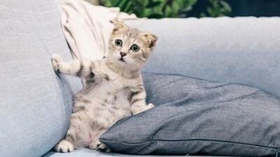 Kedi türleri, cinsleri ve özellikleri