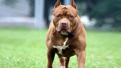 Köpek ne yer, ne ile beslenir?