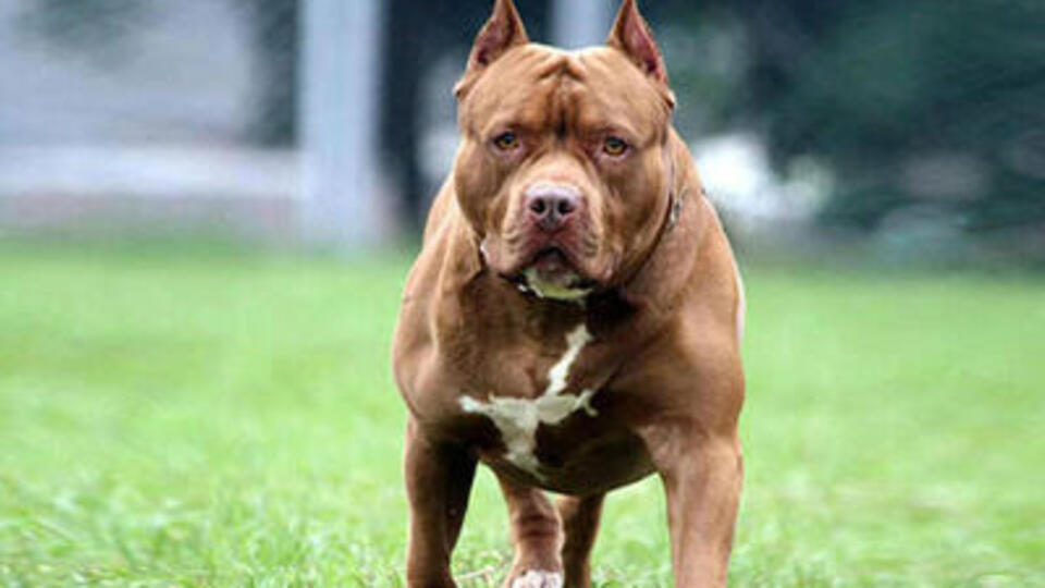 Köpek ne yer, ne ile beslenir?