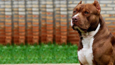 Köpekler kaç yıl yaşar?