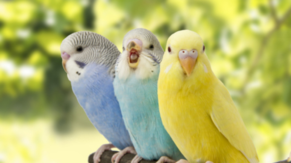 Muhabbet kuşları kaç yıl yaşar?