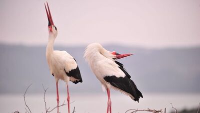 Baharın gelişinin simgesi artık 'Yareniçka'