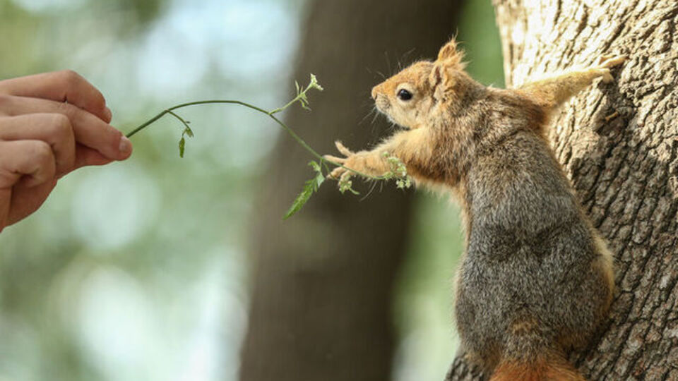 Sincap ne yer, ne ile beslenir?