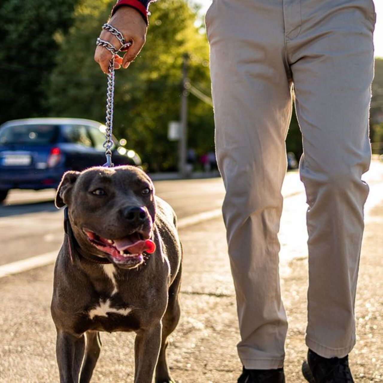 Amerikan pitbull köpeği özellikleri