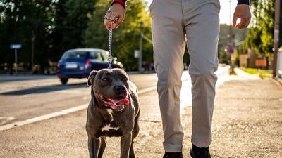 Amerikan pitbull köpeği özellikleri