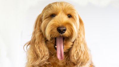 Köpek türleri, cinsleri ve özellikleri