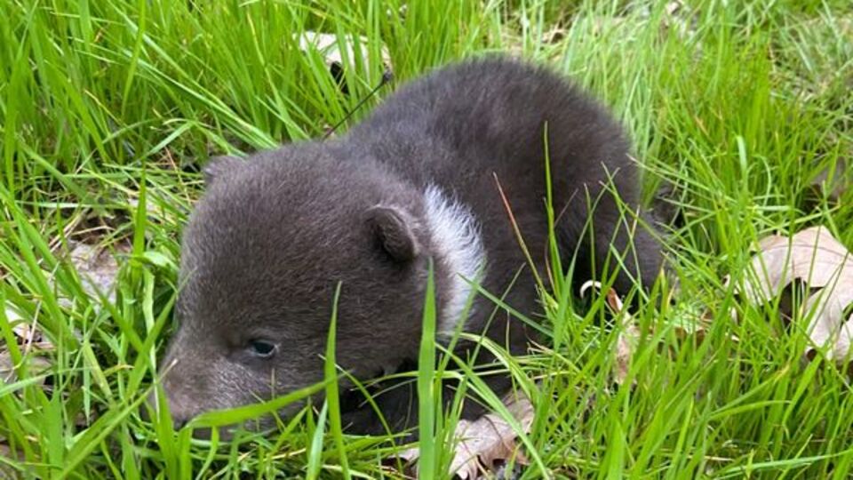 Ormanda bulunan yavru bozayı koruma altında