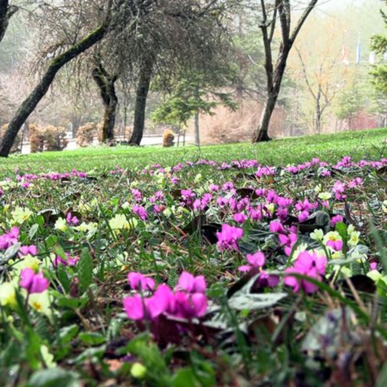 Abant çiğdemleri, milli parka renk kattı