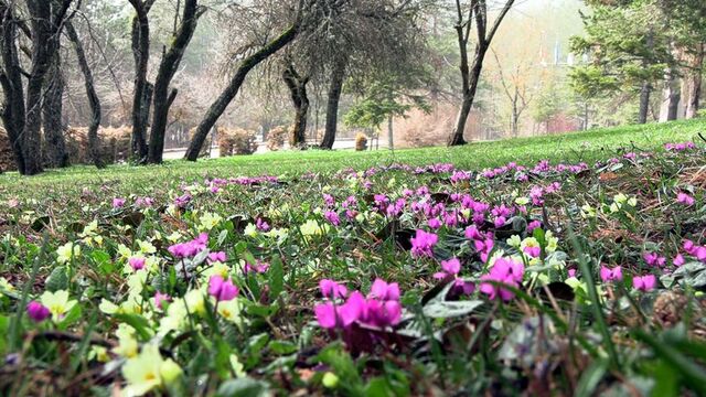 Abant çiğdemleri, milli parka renk kattı