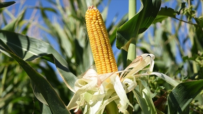 Mısır ithalatında 30 Haziran'a kadar tarife kontenjanı