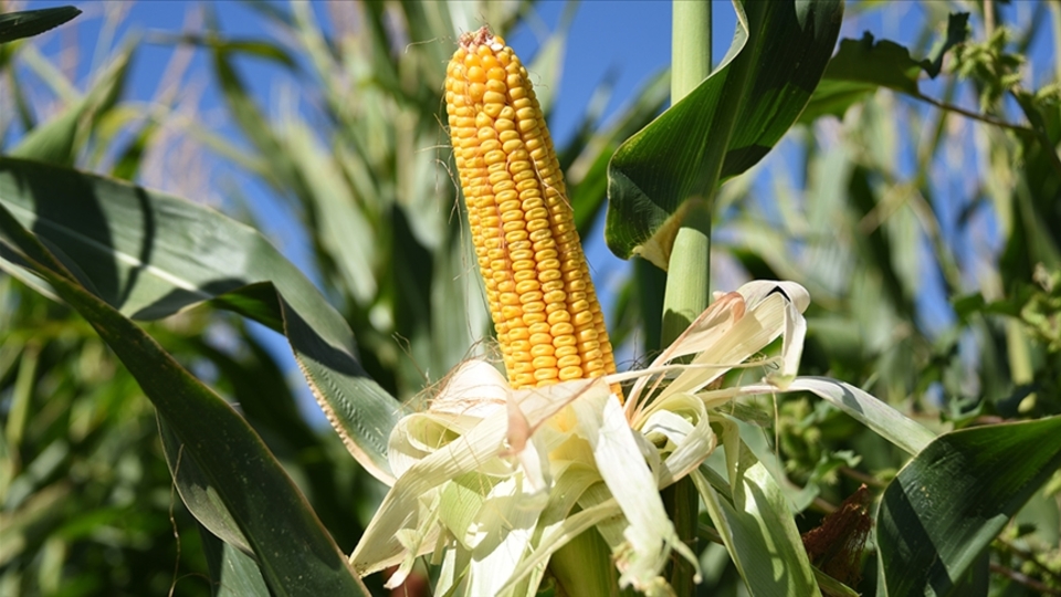Mısır ithalatında 30 Haziran'a kadar tarife kontenjanı