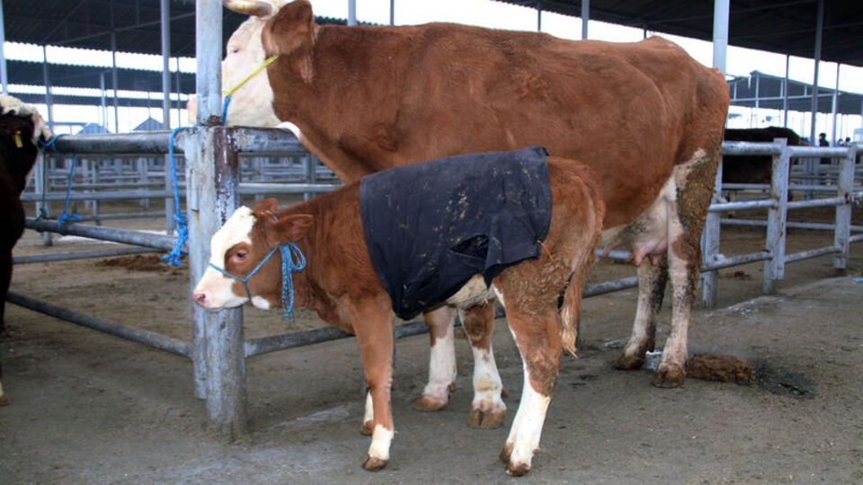 Şarkışla Canlı Hayvan Pazarı yeniden açılacak