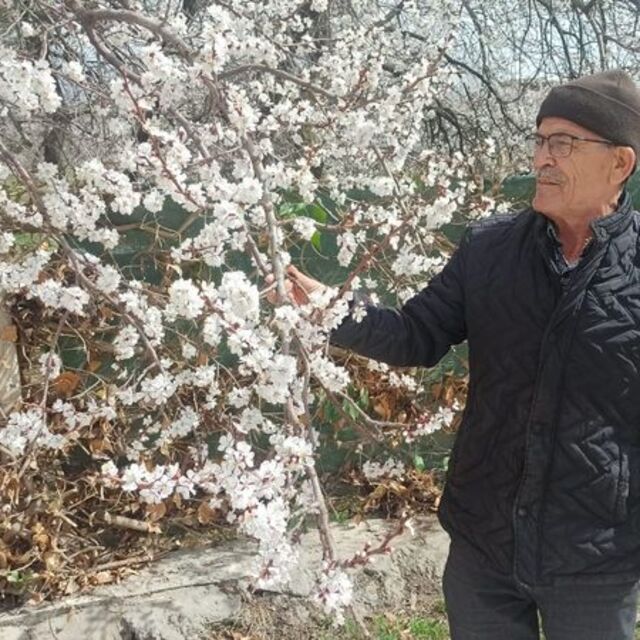 Kayısı üreticilerinin zirai don korkusu