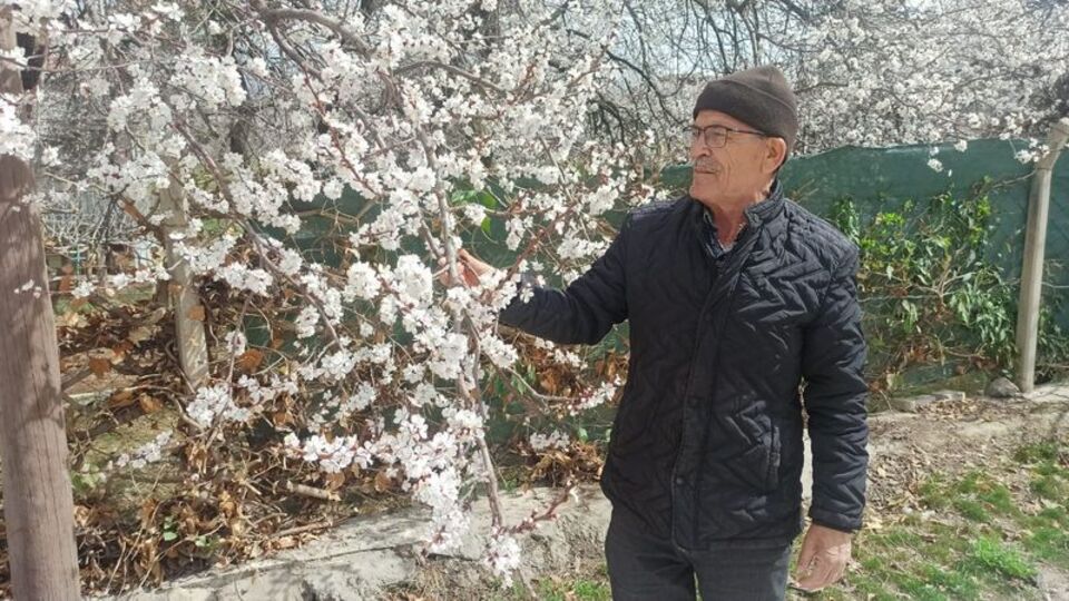 Kayısı üreticilerinin zirai don korkusu