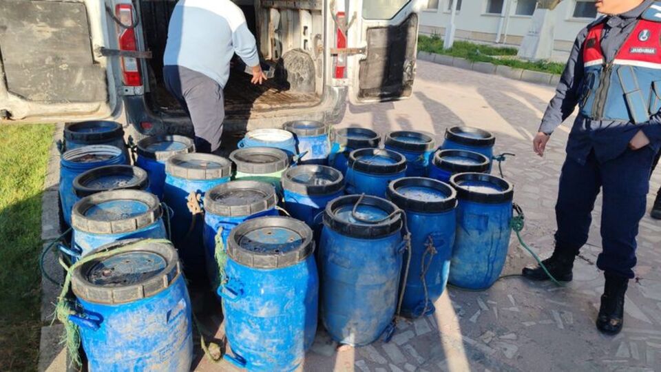 İzmir'de deniz patlıcanları ele geçirildi