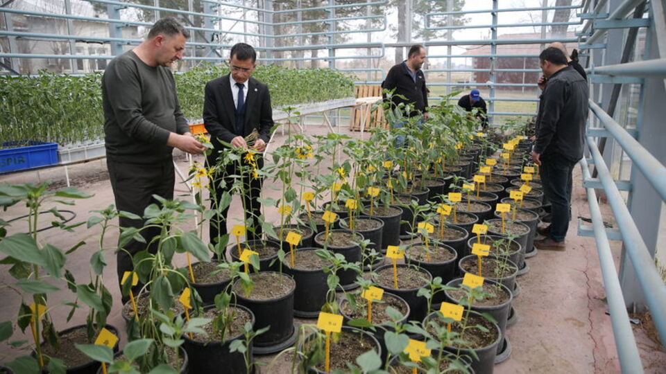 Ayçiçeğinde canavar otu tehdidine karşı çalışma