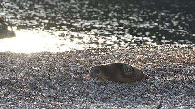 101 gün tedaviden sonra Akdeniz'e bırakıldı