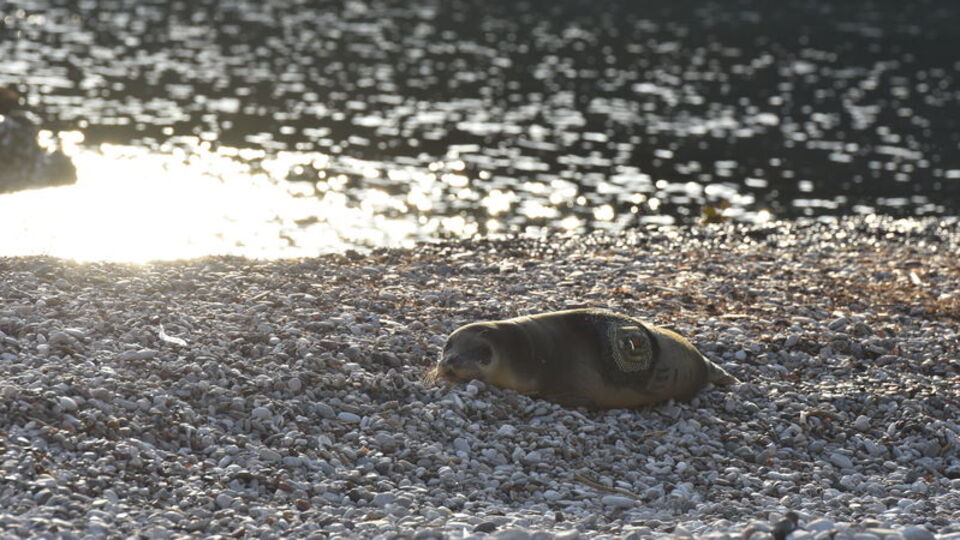 101 gün tedaviden sonra Akdeniz'e bırakıldı
