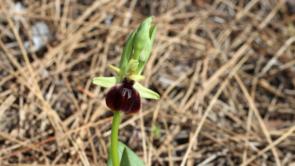 Mevsimi başladı! Koparmanın cezası 557 bin TL