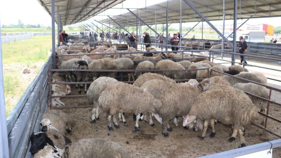 Afyonkarahisar'da havyan pazarları kapatıldı