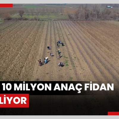 Yılda 10 milyon anaç fidan üretiliyor