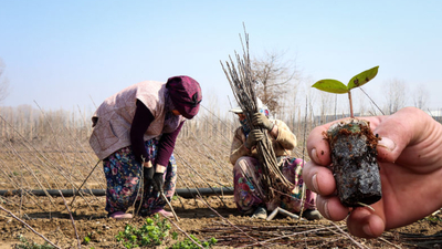 Bursa'da üretiliyor: Yılda 10 milyon anaç fidan