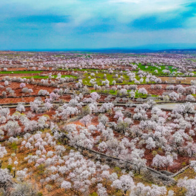 Çiçek açan badem ağaçları fotoğraf tutkunlarını cezbediyor