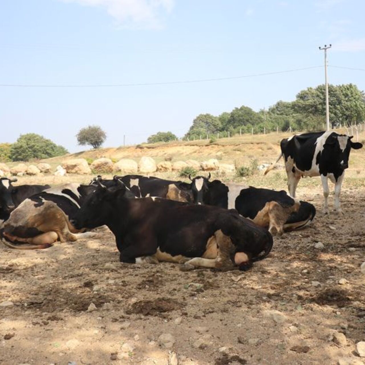 Bolu'da 2 köye şap karantinası